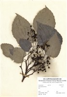 藏品(山桐子)的圖片